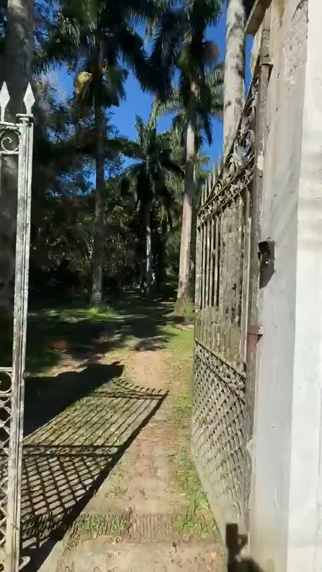 Alameda de palmeiras
